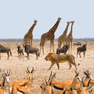 7 Days Rongai Route Group Trek